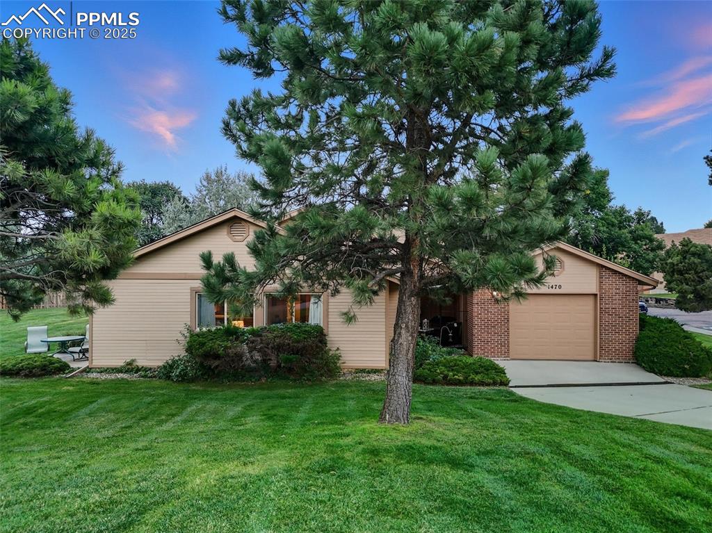 Image 35 of 36: Courtyard entrance beyond the pine tree