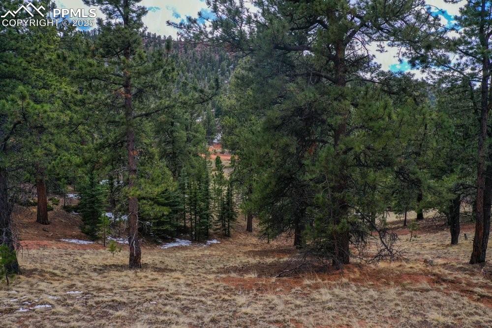 Image 12 of 39: View of nature featuring a forest view