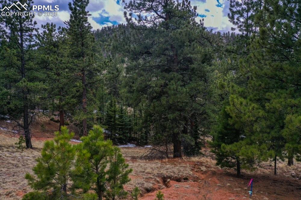 Image 14 of 39: View of nature featuring a forest view