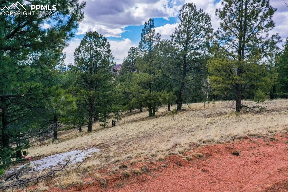 Image 29 of 39: View of local wilderness