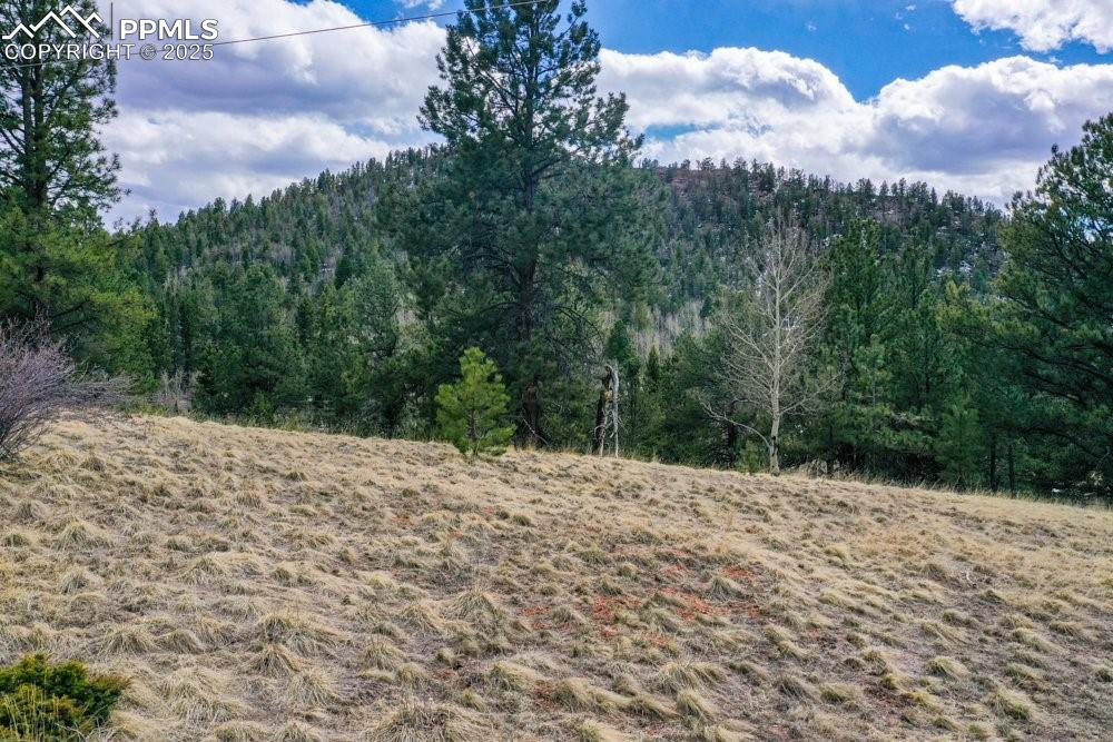 Image 38 of 39: View of local wilderness with a forest view