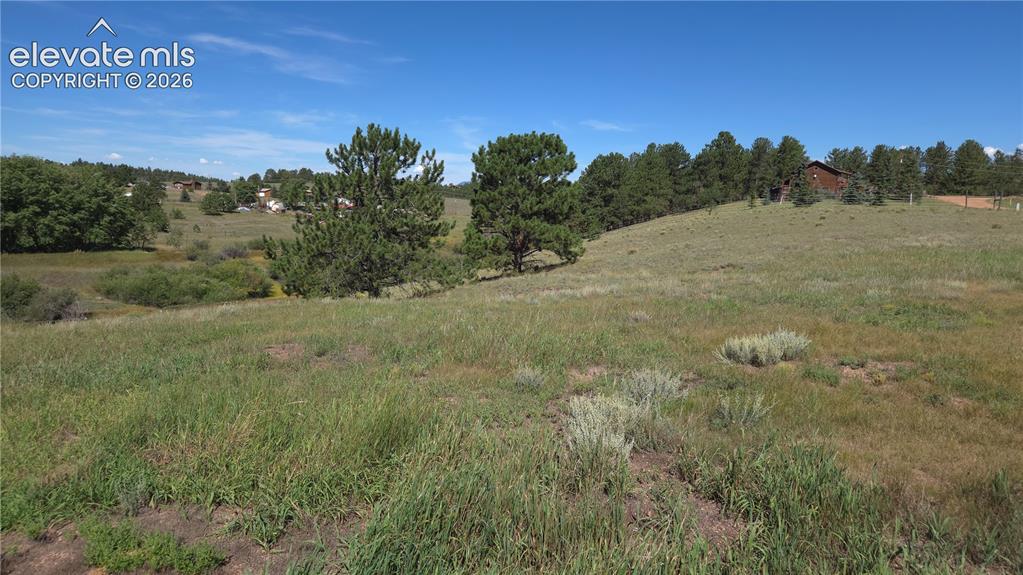 Image 34 of 35: Expansive grassy terrain with scattered foliage and distant evergreen trees