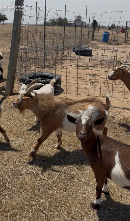 Image 14 of 15: Goats