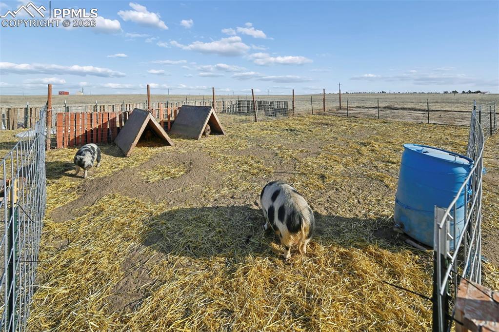 Image 11 of 31: Critter Area