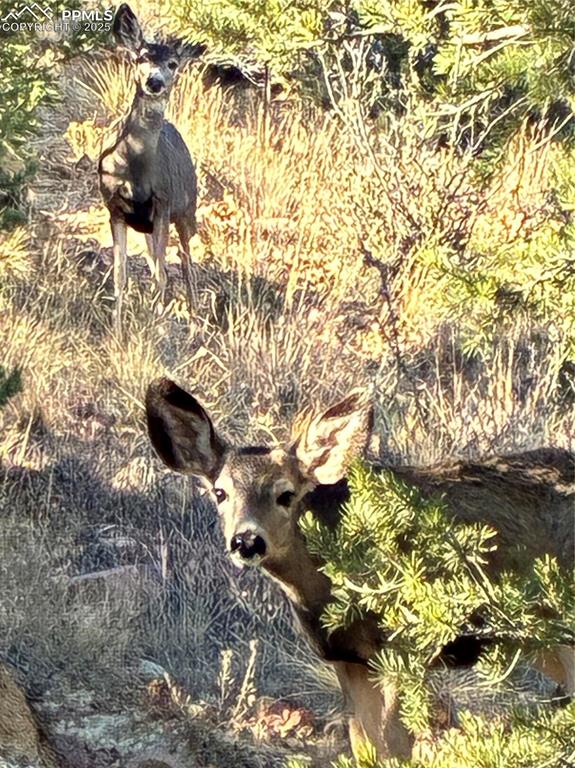 Image 5 of 10: Wildlife on property