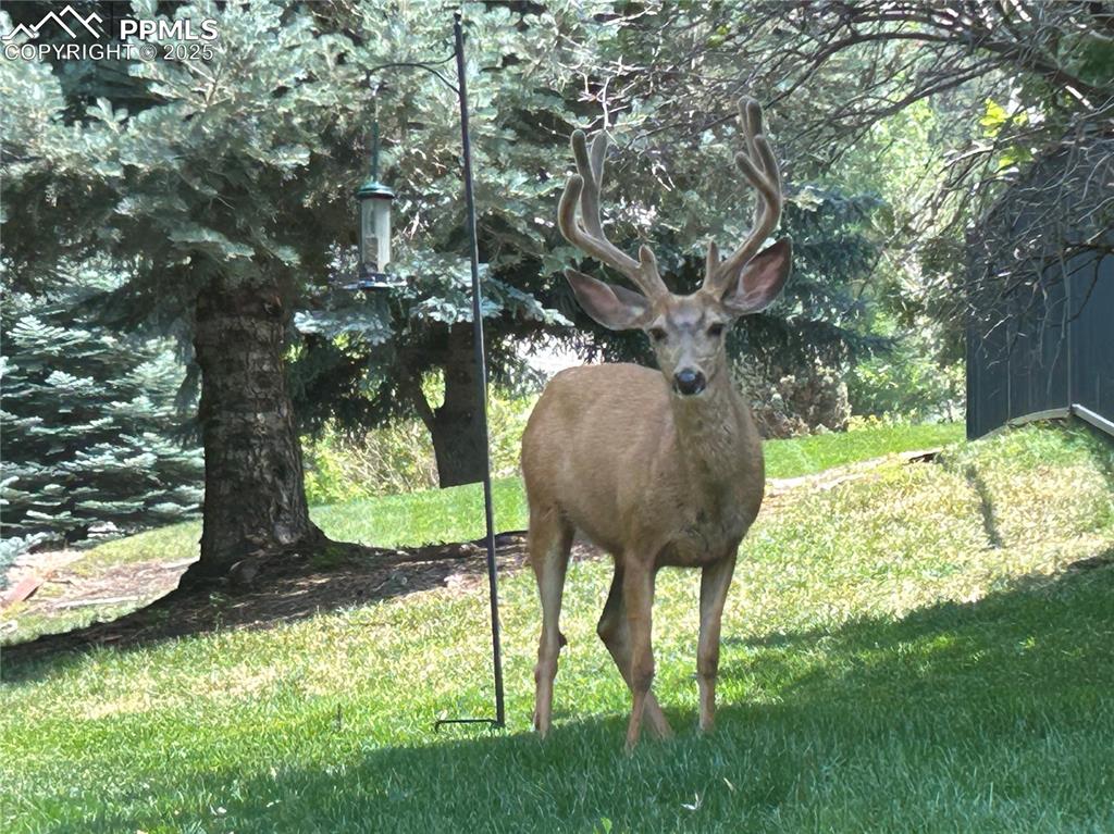 Image 47 of 50: Wildlife