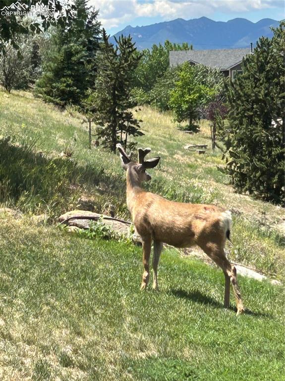 Image 48 of 50: Wildlife