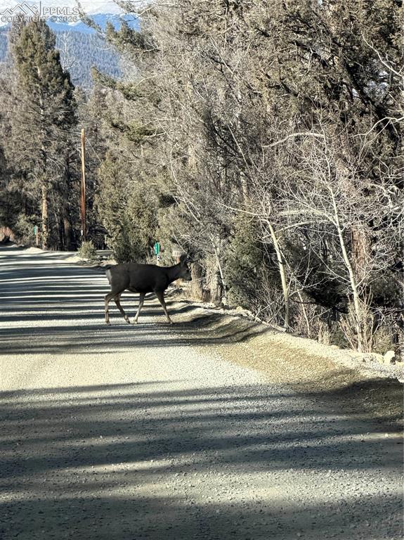 Image 10 of 15: Deer on the way in