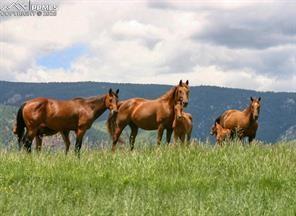Image 16 of 19: View of horse barn