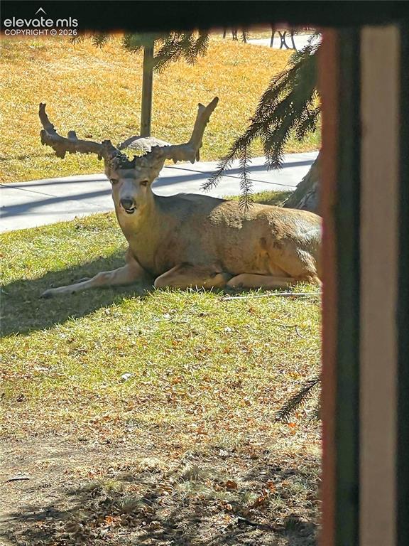Image 5 of 50: Bambi is all grown up...and like to come for visits!