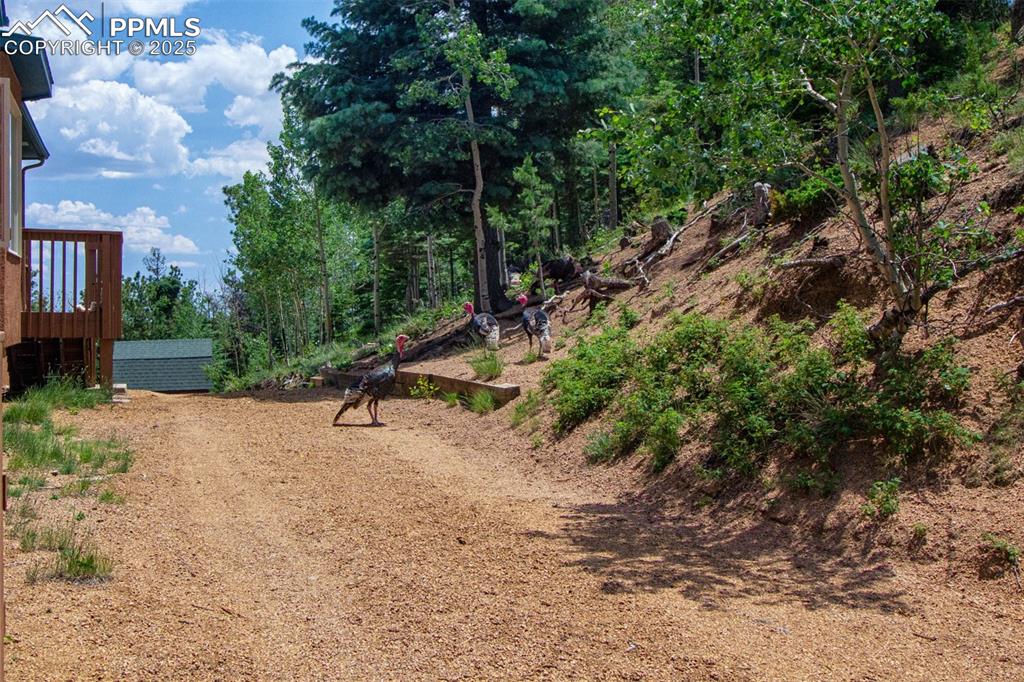 Image 43 of 46: Turkeys enjoying their afternoon stroll through the back driveway!!!