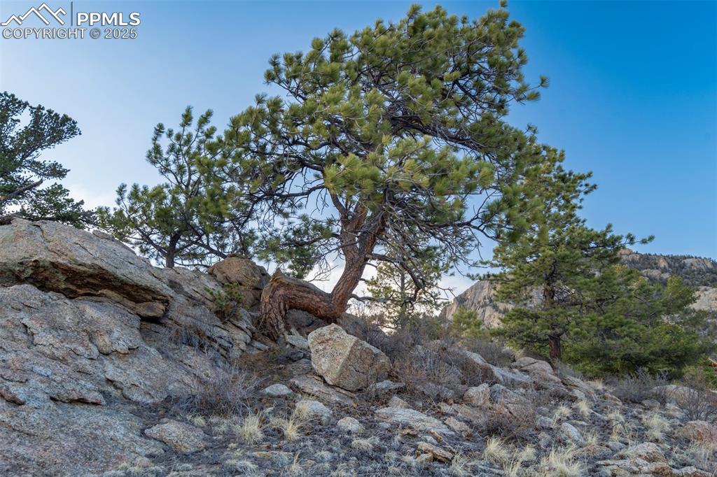 Image 28 of 46: Native American Prayer Tree greets you as you drive up the driveway