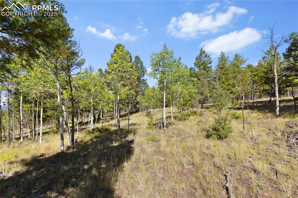 Image 17 of 23: Moderately Treed with Pine and Aspen