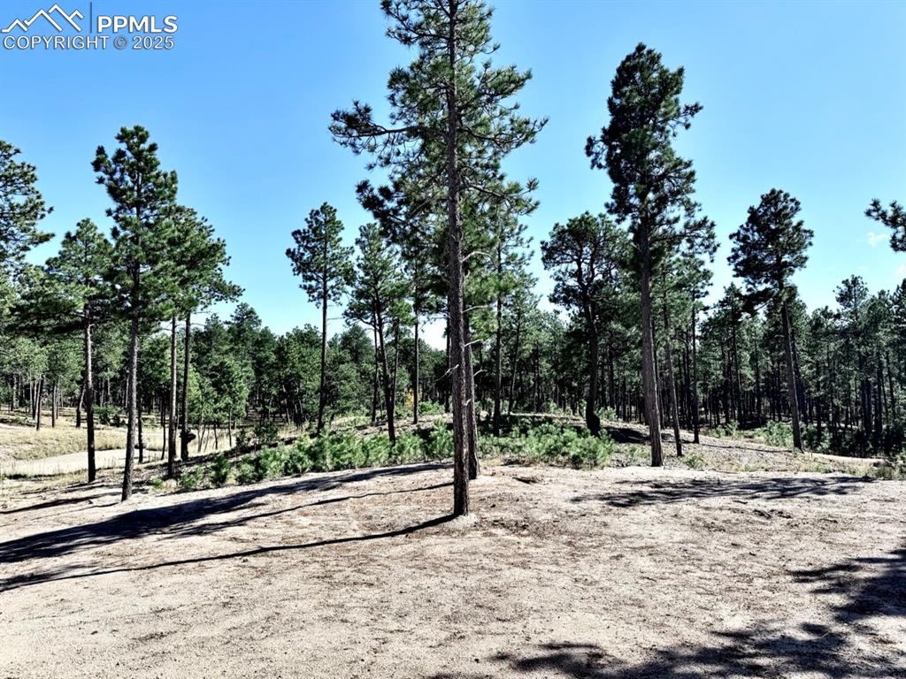 Image 26 of 32: 45 Acres of Protected Forest