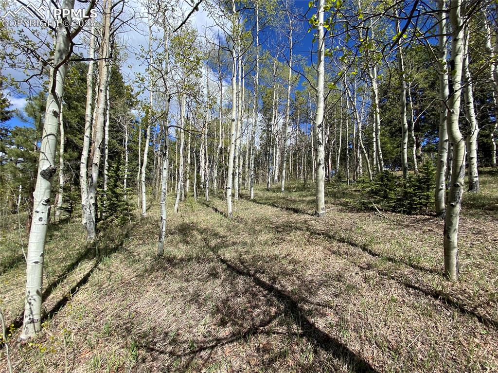 Image 33 of 36: The lot has many heavily wooded areas