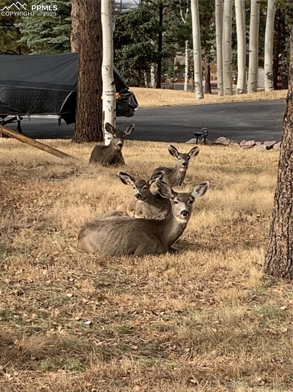 Image 42 of 43: Exterior view