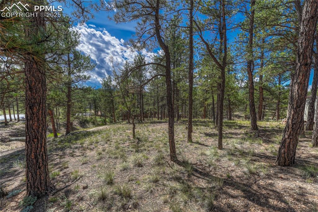 Image 20 of 41: treed lot