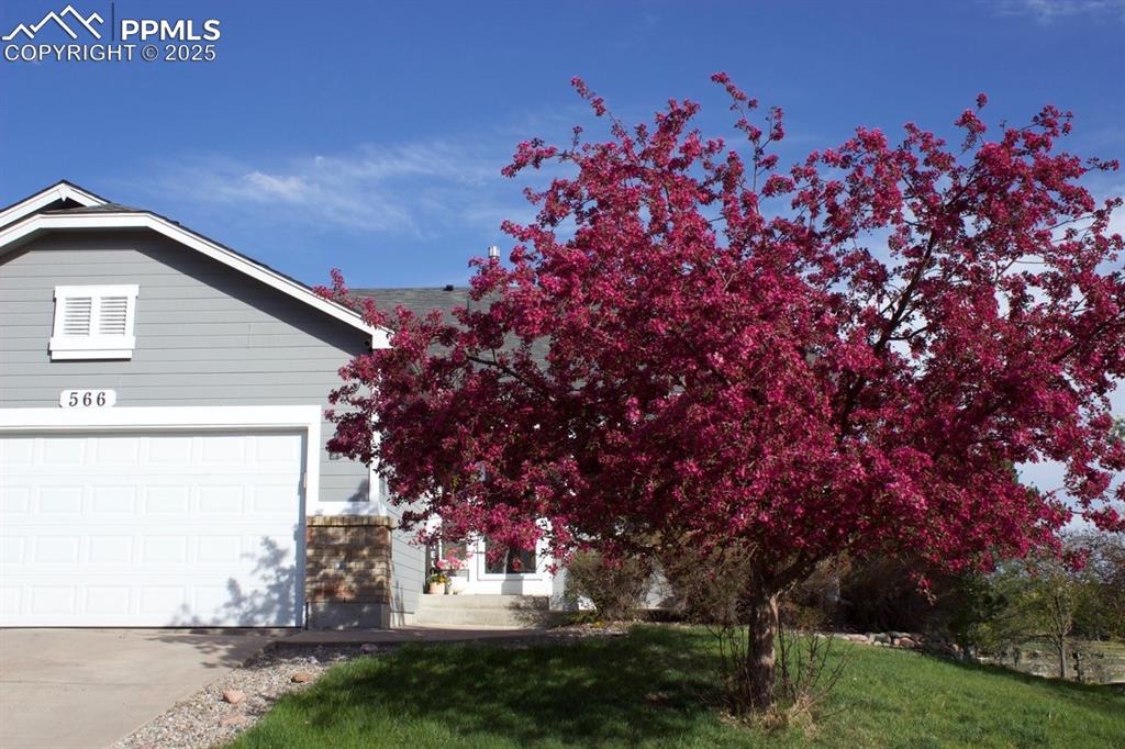 Image 35 of 47: Front tree turns bright pink in the spring!