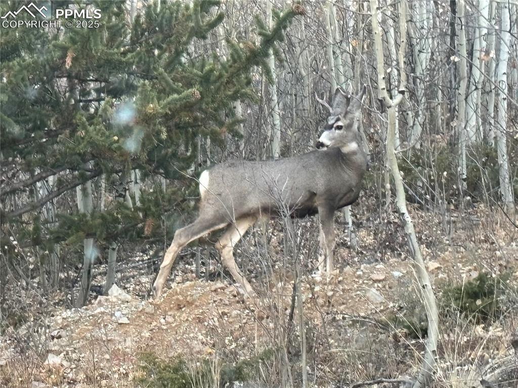 Image 50 of 50: Wildlife