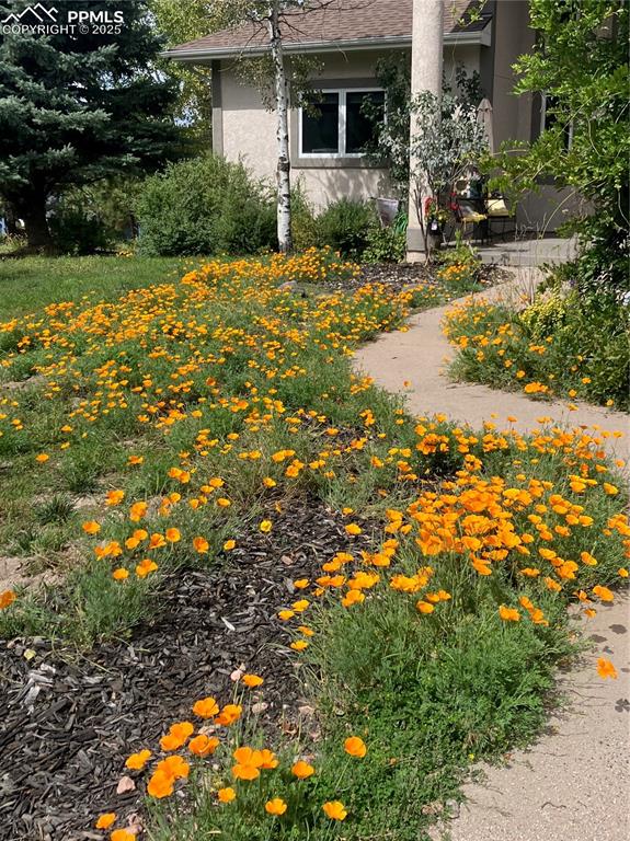 Image 4 of 42: Yard