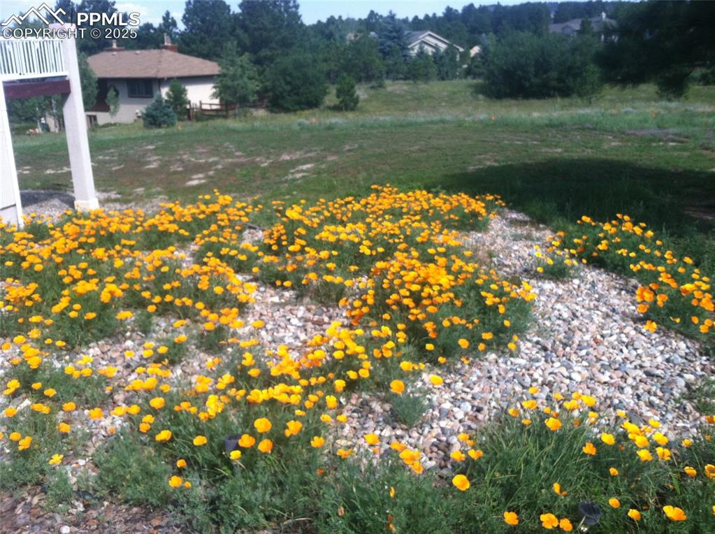 Image 42 of 42: Yard