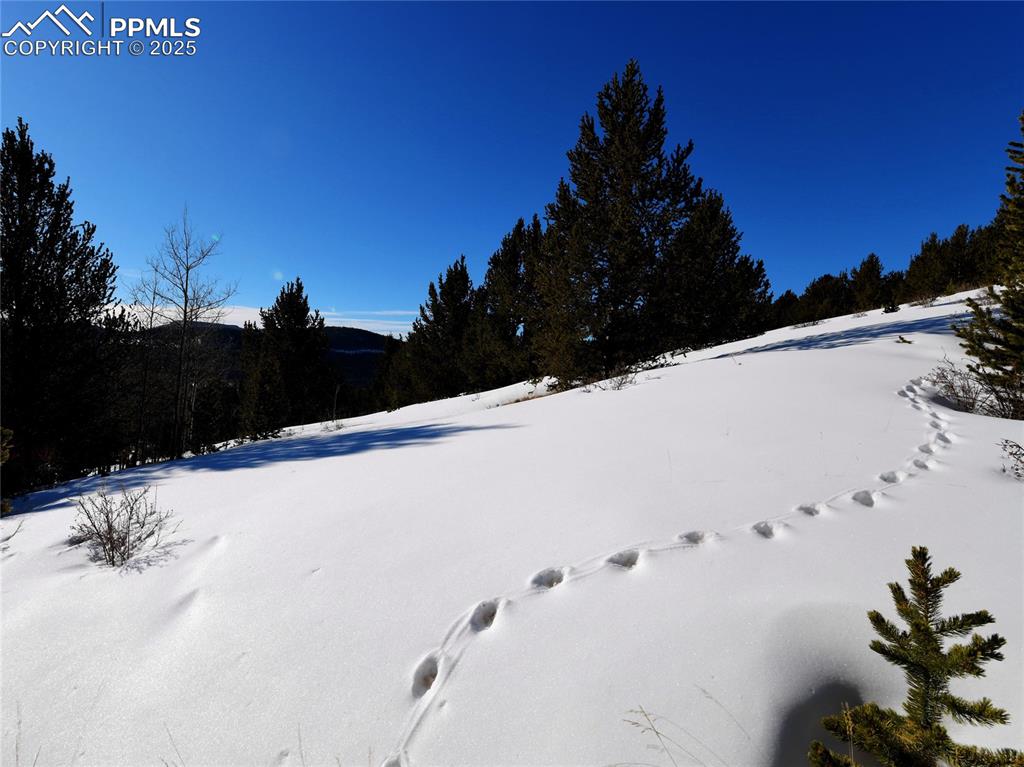 Image 29 of 31: Yard