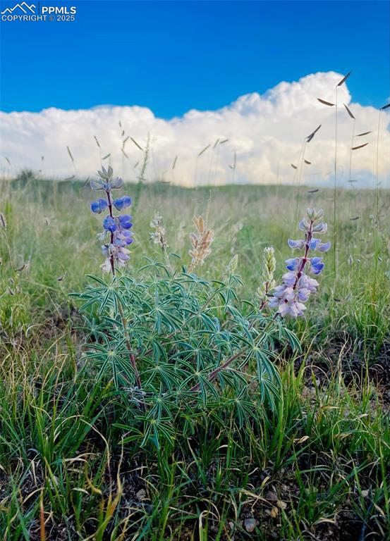 Image 15 of 15: Yard