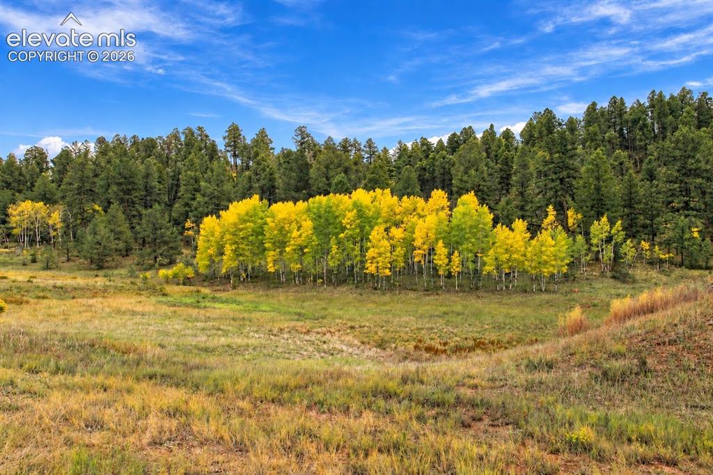 Image 20 of 50: Aspen Grove