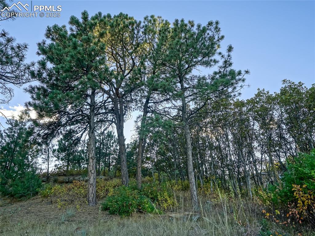 Image 29 of 37: View of undeveloped land