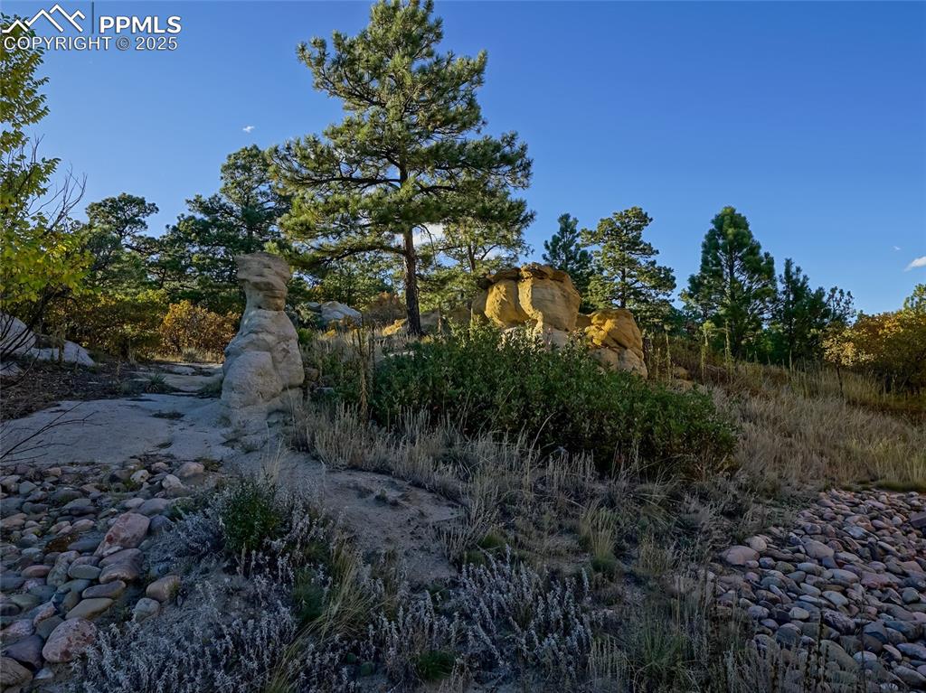 Image 31 of 37: View of local wilderness
