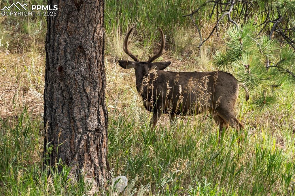 Image 38 of 46: View of nature