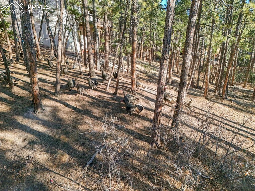 Image 46 of 47: Yard