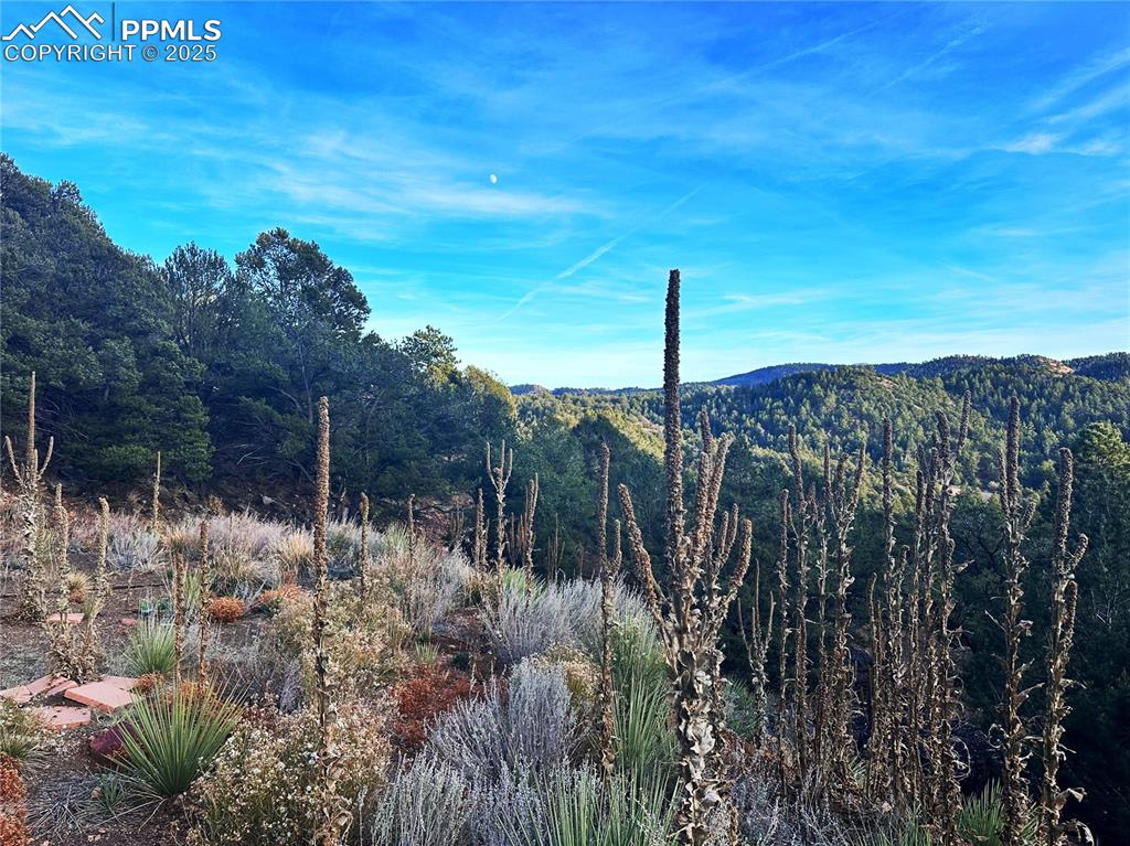 Image 4 of 16: View of mountain background with a heavily wooded area
