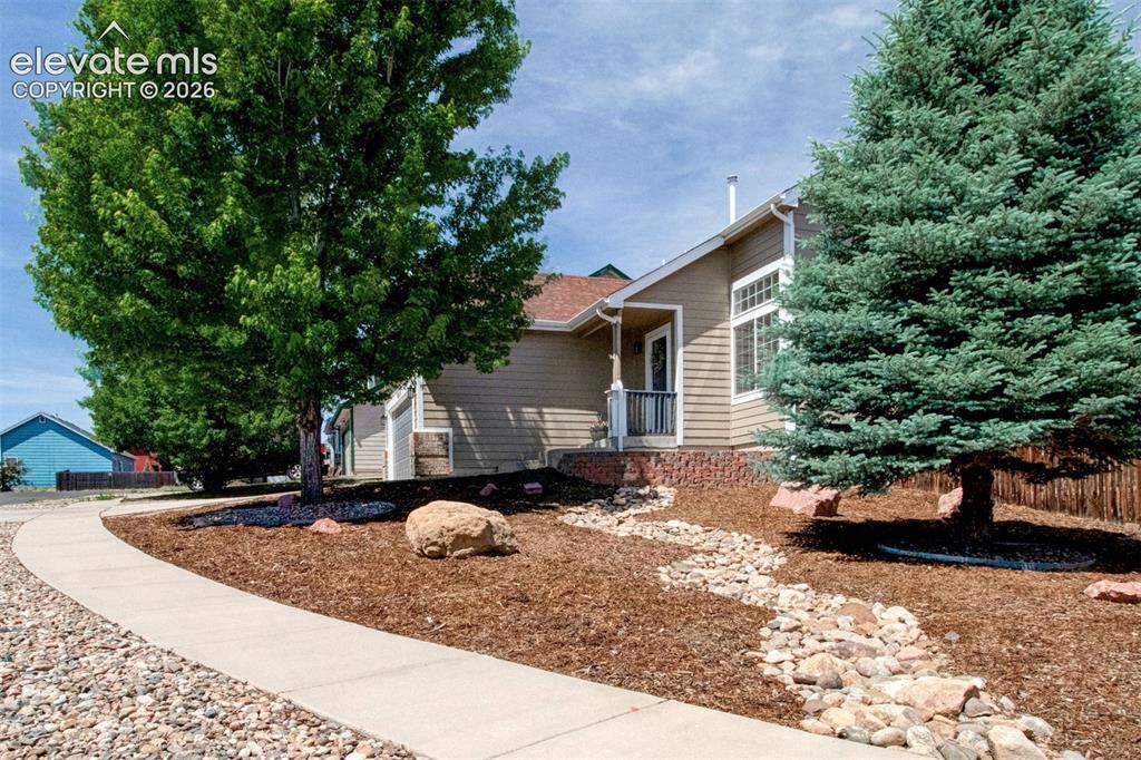 Image 36 of 37: Low-maintenance xeriscaped front yard with gorgeous Blue Spruce and Maple t
