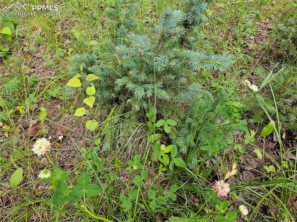 Image 16 of 47: Colorado Blue Spruce and Aspen Trees