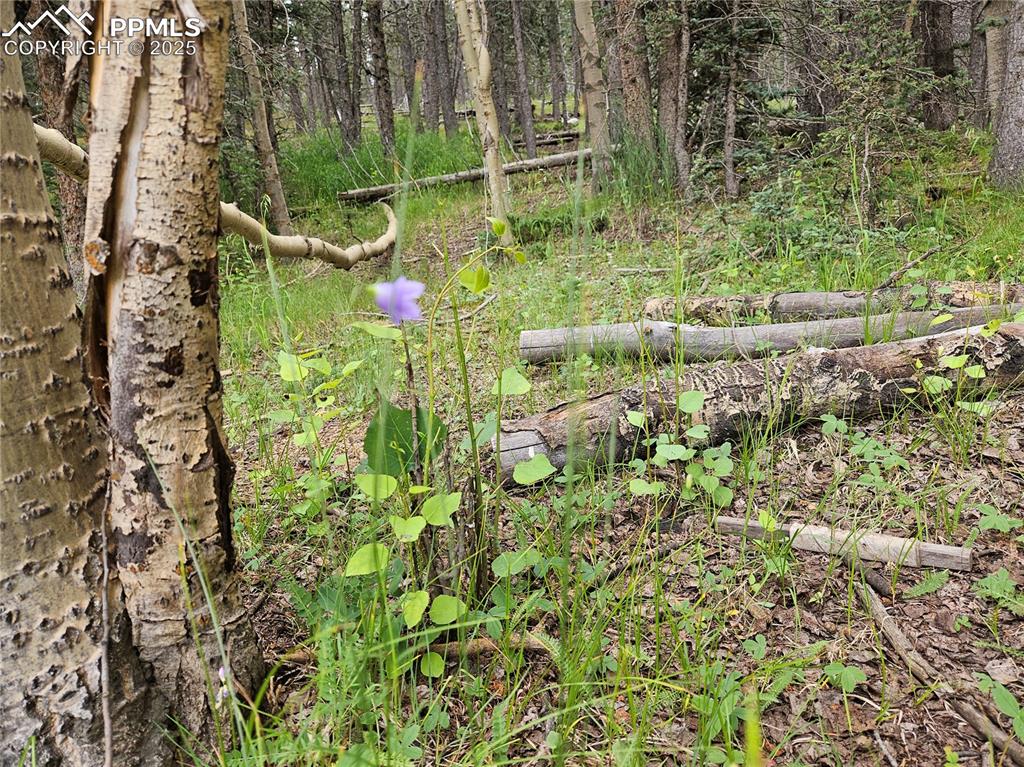 Image 19 of 47: Natural Flowers