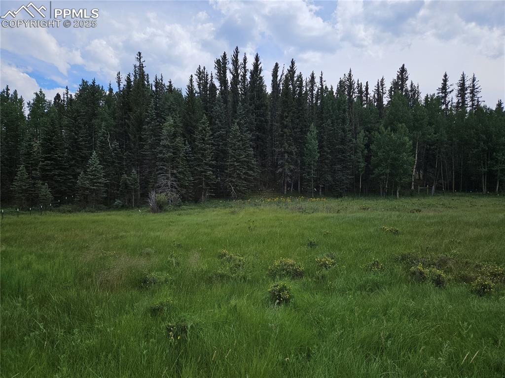 Image 4 of 47: Possible Hillside Building Site in the Trees!