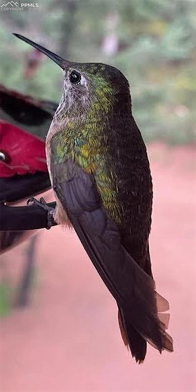 Image 21 of 23: Hummingbird