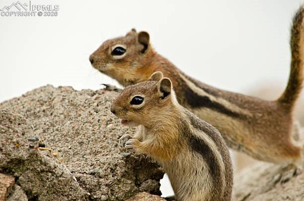 Image 22 of 23: Ground Squirrel