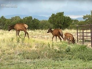 Image 39 of 50: The occasional elk are just some of the many types of wildlife that visit t