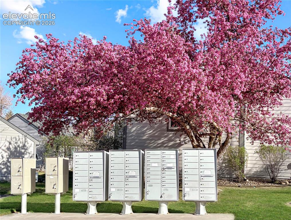 Image 18 of 44: Vibrant flowering tree providing natural landscaping elements