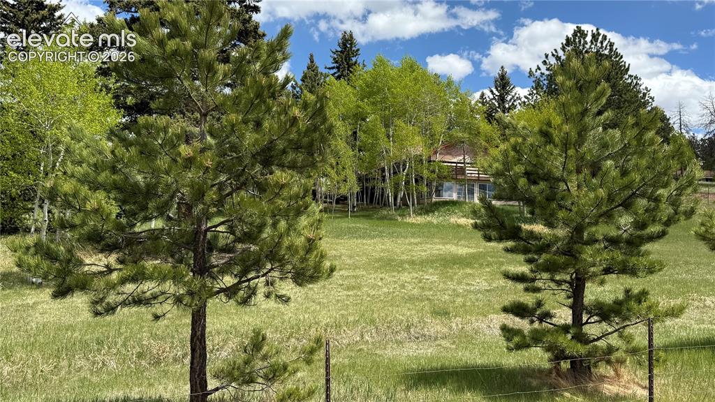 Image 37 of 38: Aspen Grove