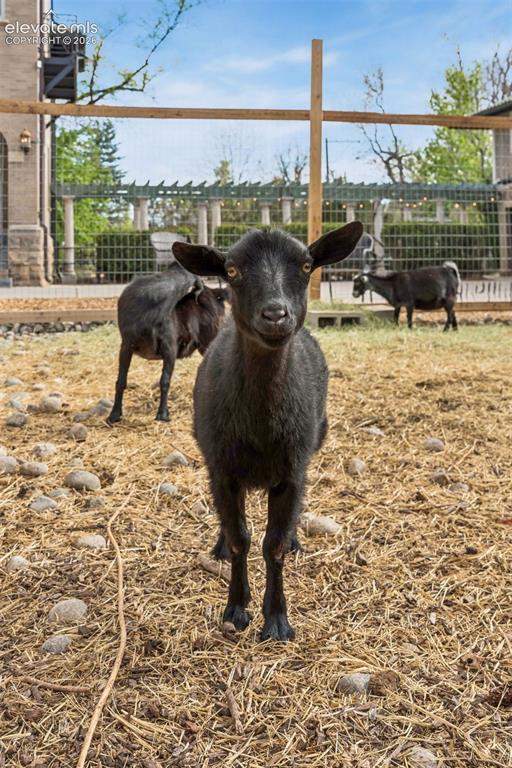 Image 40 of 50: Happy goats, friends with the chickens that reside in coop, too!