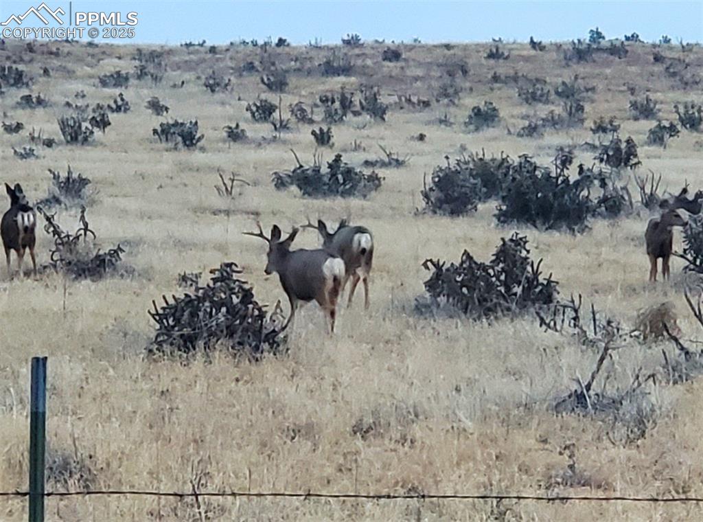Image 50 of 50: Eastern view, bucks which ran across the property to the large ranch across