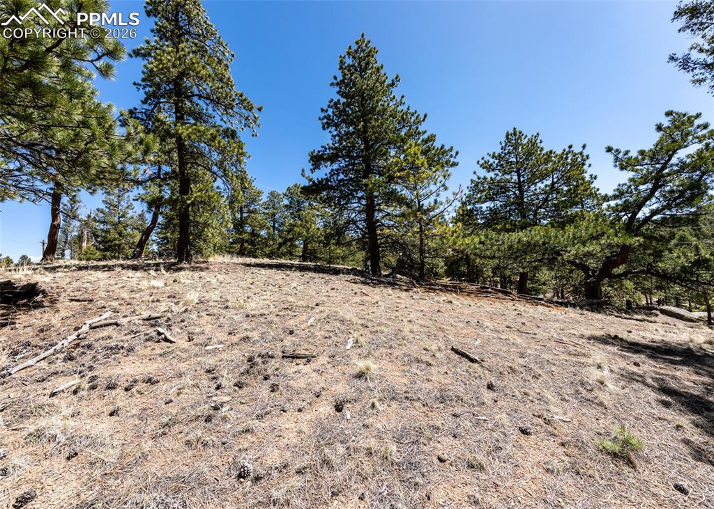 Image 12 of 21: View of local wilderness