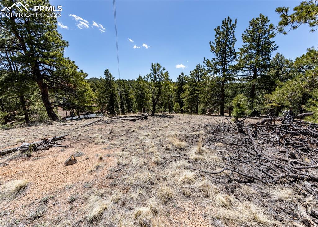 Image 19 of 21: View of local wilderness