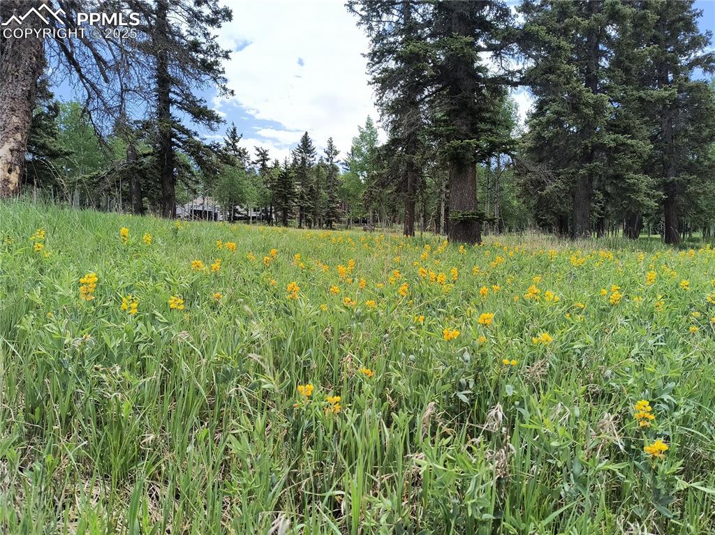 Image 11 of 23: View of local wilderness