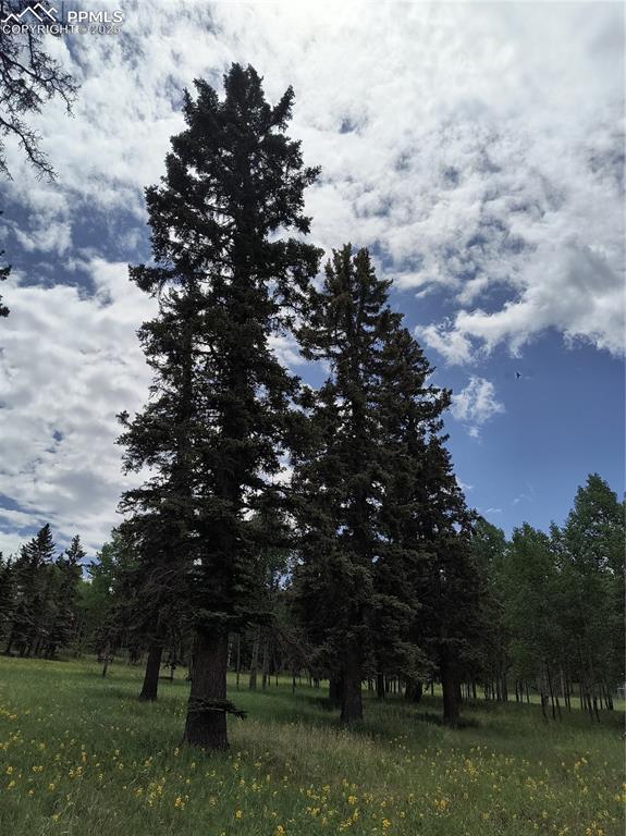 Image 14 of 23: View of local wilderness