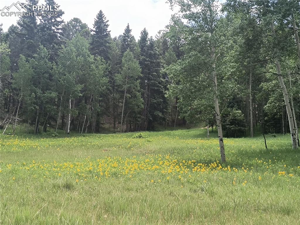 Image 5 of 23: View of local wilderness