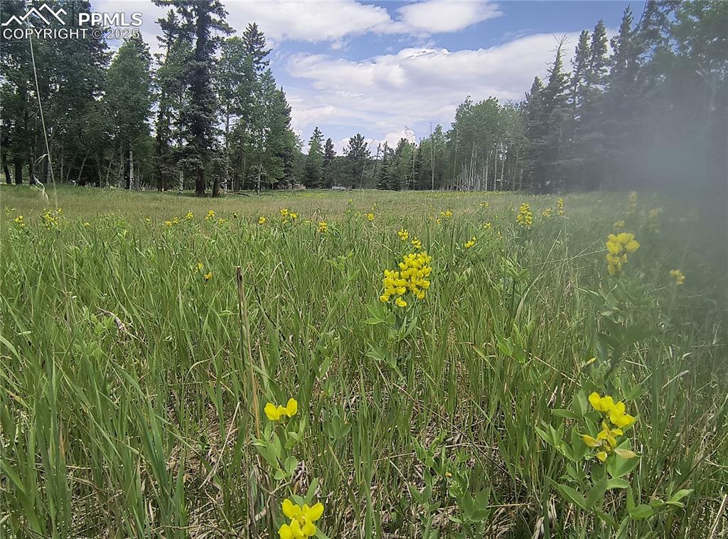 Image 9 of 23: View of nature